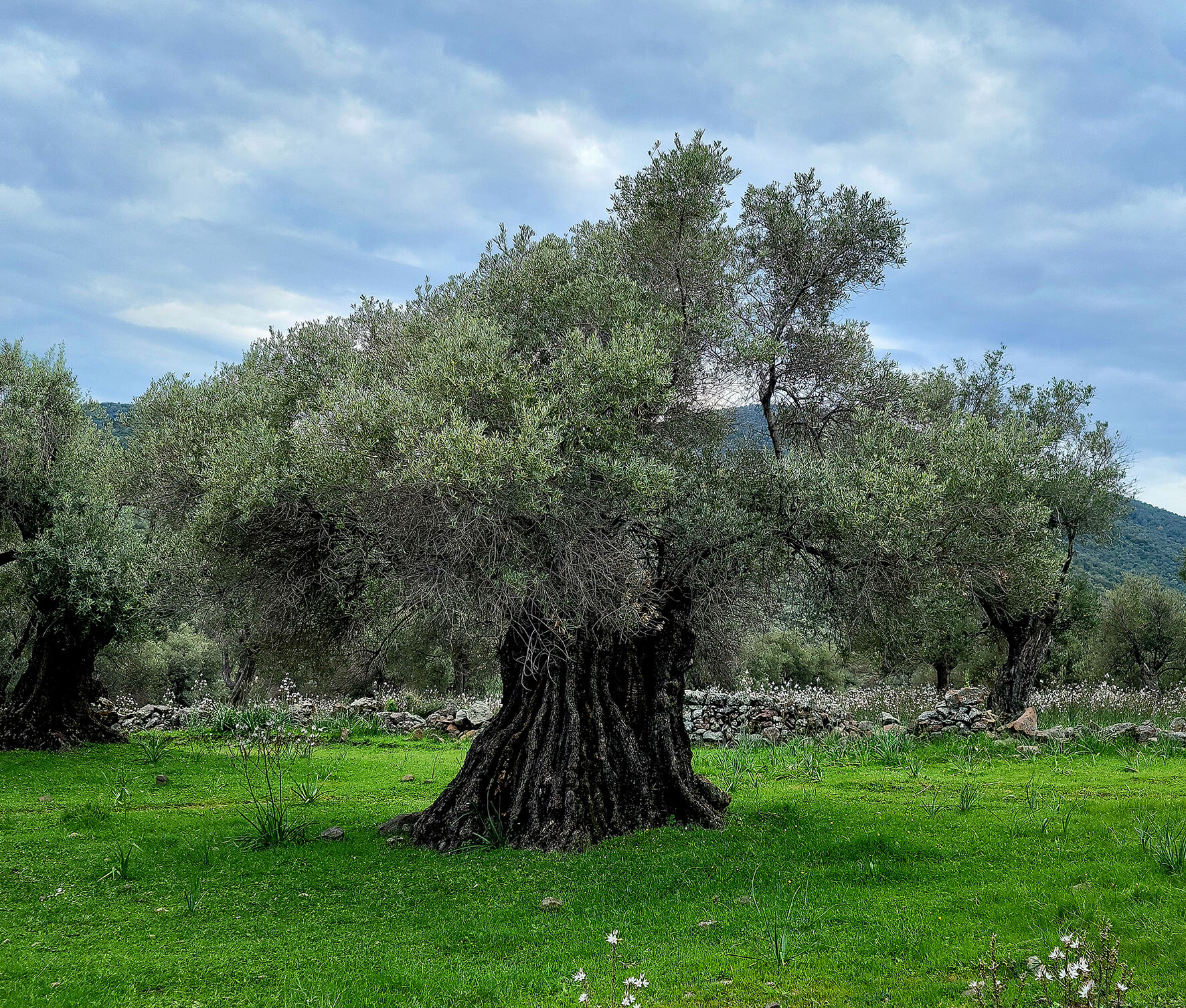 Olivenbaum